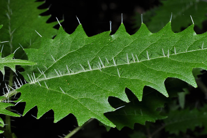 Theo nghiên cứu, độc tố có trong gai của cây tầm ma Urtica ferox là triffydin (hoặc tryfydin). Độc tố này có chứa histamin , serotonin và acetylcholine, các hoạt chất gây kích thích mạnh mẽ đến hệ thống thần kinh đối giao cảm.
