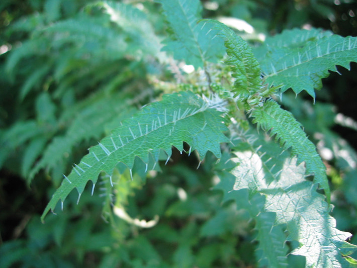 Urtica ferox, còn có tên là Ongaonga trong tiếng Maori, đây là một loại cây tầm ma loài đặc hữu của New Zealand. Đôi khi chúng được gọi thẳng là cây tầm ma hoặc Taraonga, Taraongaonga hoặc Okaoka. Không giống các loài cây thân thảo khác trong chi tầm ma Urtica, Urtica ferox là một loại cây bụi thân gỗ lớn.