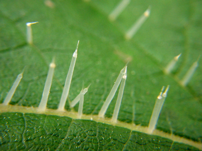 Cận cảnh những chiếc gai của cây tầm ma Urtica ferox, vũ khí tối thượng của loài thực vật này, chứa chất độc thần kinh có khả năng gây chết người và cũng có tính ăn mòn rất cao cho dù chỉ tiếp xúc thoáng qua.