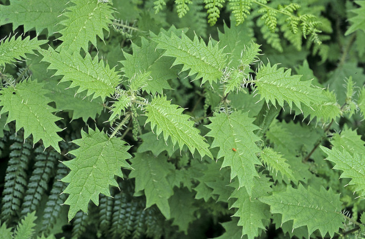 Các cây tầm ma Urtica ferox có thể phát triển đến một độ cao 3m với các cành nhỏ mọc quanh thân cây. Những chiếc lá có màu xanh nhạt rất mỏng, đặc biệt bề mặt của lá, cành và thân cây được phủ một lớp lông châm chích cứng có thể phát triển lên đến 6mm. Gai trên lá mọc xung quanh viền và mọc ở dọc theo lề giữa tĩnh mạch gân lá.