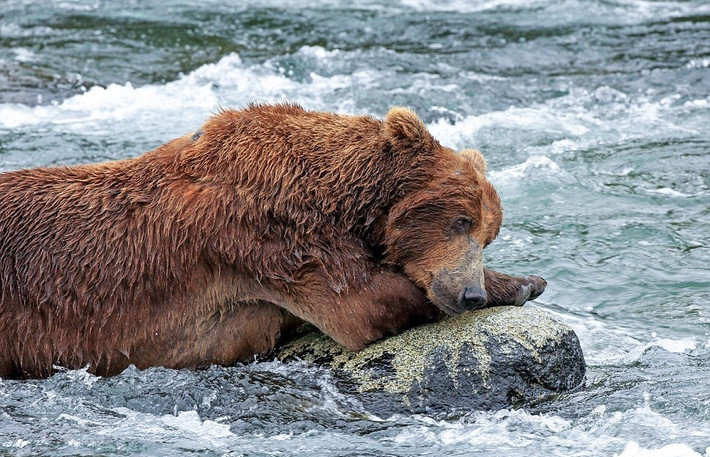 Trong khi đó ở công viên quốc gia Katmai, Alaska, nhiếp ảnh gia Keith R. Crowley cũng ghi lại được hình ảnh một con gấu cái chán nản vì không tìm được vị trí tốt, nó đã vài lần thất bại vì dòng nước chảy quá siết và cá hồi lại quá nhanh nhẹn.