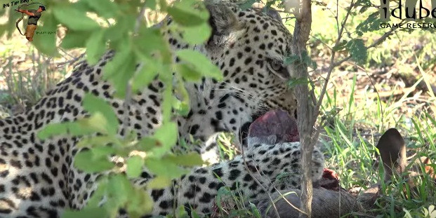 Cảnh tượng ghi lại được ở khu bảo tồn động vật hoang dã Idube Game Reserve, Nam Phi khiến nhiều người phải thán phục sự nhanh nhẹn, linh hoạt của một con báo đốm thông minh.