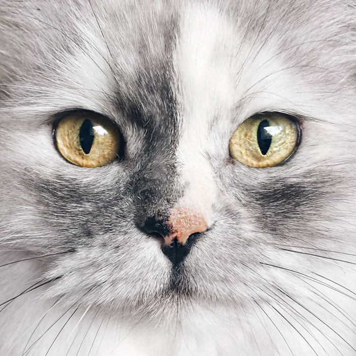 Mặc dù mới lập tài khoản Instagram không lâu nhưng Alice đã sở hữu tới hơn 14.000 theo dõi. Con số này vẫn đang tiếp tục tăng nhanh sau khi những hình ảnh của Alice được một số trang báo mạng có tiếng đăng tải. (Nguồn Bored Panda)