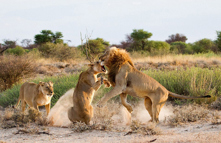 Nhiếp ảnh gia Leon Botha trong một chuyến đi tới công viên Kgalagadi Transfrontier, Kgalagadi, Bostwana đã ghi lại được những hình ảnh vô cùng kịch tính và thú vị về màn đánh ghen bạo lực của sư tử cái. Khi sư tử cái đánh ghen, nó điên cuồng khiến "nam nhân" của mình choáng váng, không kịp trở tay. (Nguồn Sina)
