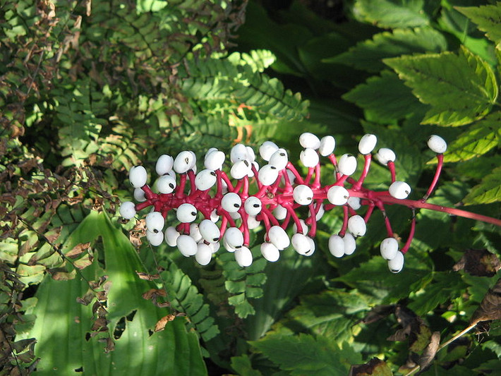 Cây mắt búp bê còn có cái tên khác là cây baneberry trắng, tên khoa học là Actaea pachypoda, là một loài của thực vật có hoa trong chi Actaea thuộc họ Mao lương, sinh sống chủ yếu ở các khu rừng hỗn giao ở phía Đông và phía Bắc thuộc Bắc Mỹ.