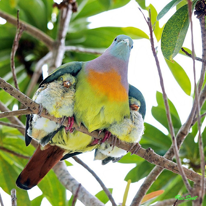 Nép dưới đôi cánh của chim mẹ, những con chim con ngủ ngon lành, không sợ mưa, sợ nắng. (Nguồn Emgn)