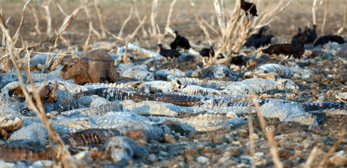 Gần đây, khu vực Chaco, phía Tây Paraguay đang phải trải qua thời kỳ hạn hán nghiêm trọng nhất do nắng nóng liên tục nhiều ngày. Các con sông đã cạn đáy và lòng sông nứt nẻ. Hạn hán không chỉ khiến các loài thực vật chết đứng mà các loài động vật cũng chung số phận, đặc biệt là những con cá sấu, sống phụ thuộc hoàn toàn vào nguồn nước sông. Trong ảnh là hàng trăm con cá sấu chết khô trong đợt hạn hán này. (Nguồn Sina)