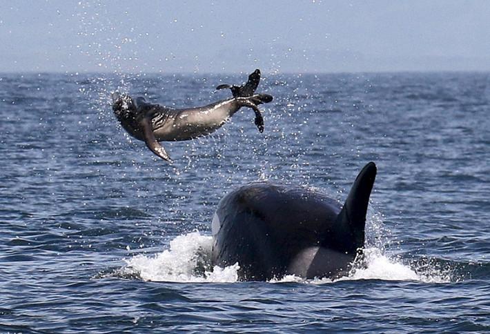 Tại vịnh Monterey, California một con cá voi sát thủ đang chơi đùa với hải cẩu. Đây thực sự là một màn chơi đùa tung hứng chết chóc bởi sau khi hải cẩu mềm nhũn vì bị tung như một quả bóng, cá voi sát thủ sẽ xé xác nó không hề thương tiếc. (Nguồn Sina)
