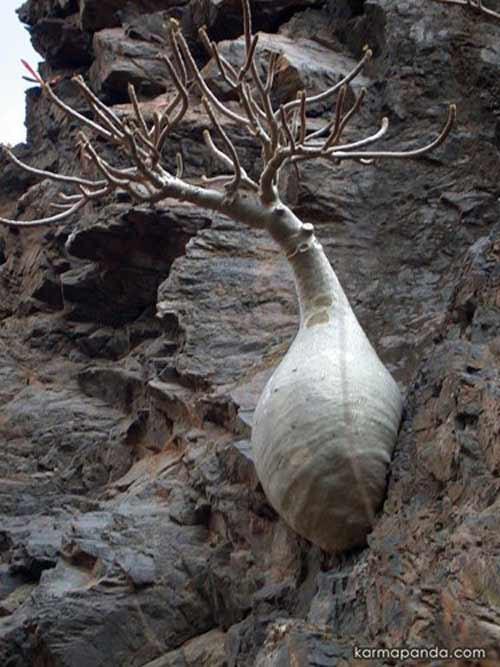 Cây Dorstenia gigas ở Yemen khiến nhiều người thích thú khi có phần thân to và có thể mọc trên các vách đá treo leo trên bờ biển. Thân cây có thể cao tới 4m và đường kính lên tới hơn 1m.