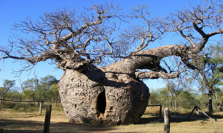 Cây nhà tù Boab ở miền Tây Australia có "tuổi đời" khoảng 1.500 năm tuổi. Thân cây rỗng từng được dùng để giam giữ một tù nhân qua đêm trong quá trình di chuyển tới nơi giam cầm mới.