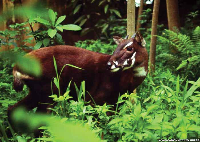 Sao la có chiều dài khoảng từ 1,3 - 1,5 m, cao 0,9m và nặng khoảng 100 kg. Chúng có bộ lông màu nâu sẫm, sừng dài và mảnh dẻ, hướng thẳng về phía sau và có thể dài đến 51 cm. Sao la được xếp hạng bảo tồn nguy cấp trong Sách đỏ Việt Nam.