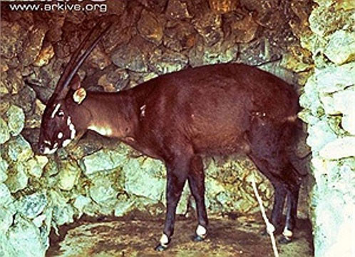 Vào tháng 5/1992, Sao la được phát hiện lần đầu tiên trên thế giới tại Vườn quốc gia Vũ Quang, Hà Tĩnh, nằm gần biên giới Việt - Lào. Khi ấy, các nhà khoa học thuộc Bộ Lâm nghiệp Việt Nam cũ (nay là Bộ Nông nghiệp và Phát triển Nông thôn) và Quỹ Quốc tế Bảo vệ Thiên nhiên (WWF) đã phát hiện loài thú quý hiếm này.