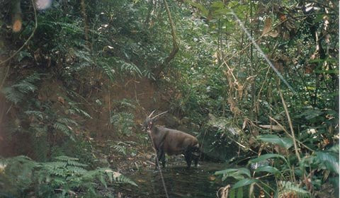 Con Sao la trưởng thành có chiều dài cơ thể từ 1,3 - 1,5m, cao 0,9m, nặng khoảng 100 kg và có bộ lông màu nâu sẫm. Chúng có sừng dài và mảnh dẻ, hướng về phía sau hơn 50 cm để tự vệ.