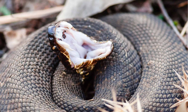 Loài rắn Cottonmouth hiếm khi tấn công con người. Chúng chỉ làm như vậy khi bị khiêu khích.
