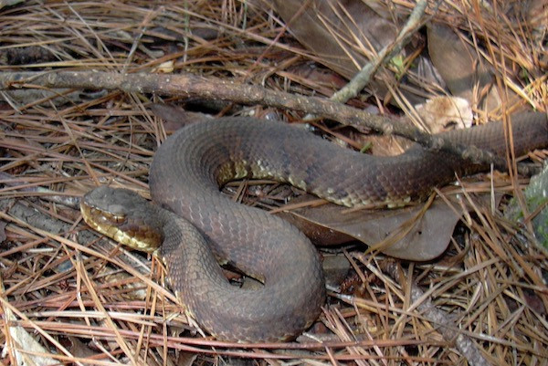 Mỗi con rắn Cottonmouth trưởng thành có chiều dài khoảng 61 - 122 cm và nặng khoảng 200 - 560g.