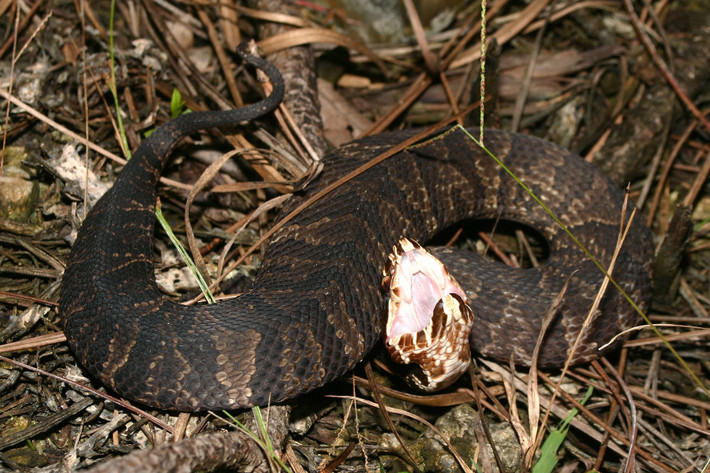 Theo các chuyên gia, Cottonmouth là loài duy nhất thuộc họ rắn lục sống bán thủy sinh, gần nguồn nước.