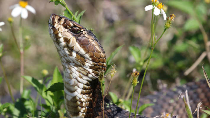 Cottonmouth là loài rắn độc thuộc họ rắn lục. Chúng phân bố ở miền Đông Nam nước Mỹ.