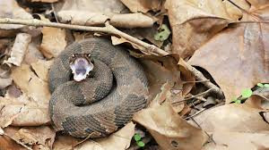 Rắn Cottonmouth chủ yếu săn mồi sau khi trời tối. Thức ăn của chúng gồm cá, chim, động vật lưỡng cư, bò sát, thậm chí là một số con rắn nước nhỏ.