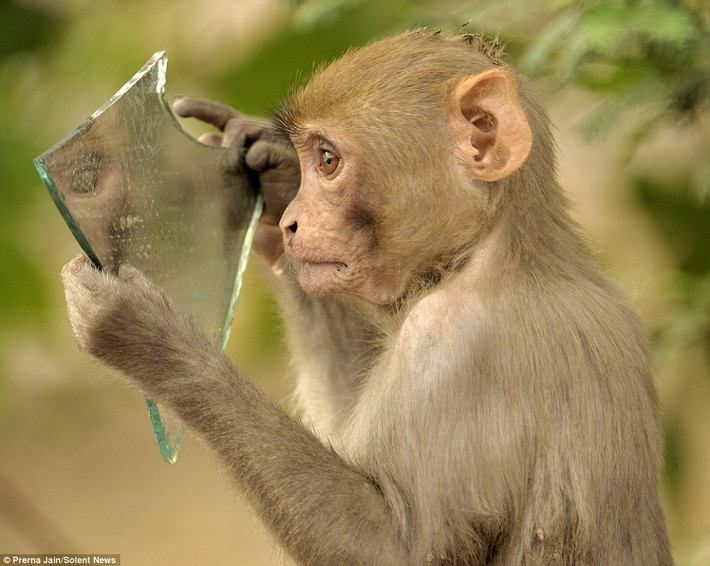 "Ai đó đã bất cẩn ném chiếc gương của họ ra khỏi xe, chiếc gương rơi xuống bên lề đườn, con khỉ nhỏ tìm thấy và bị bối rối bởi hình ảnh phản chiếu của chính mình trong gương..