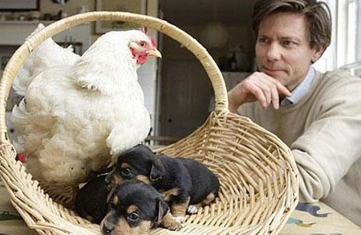 Theo tìm hiểu, gà mái mẹ sẽ phản ứng cực kỳ dữ dội khi có đối tượng nào đó làm phiền và có khả năng gây nguy hiểm cho những đứa con của chúng. Đặc biệt, gà mái cũng không bao giờ quên những người đã làm hại con của mình.