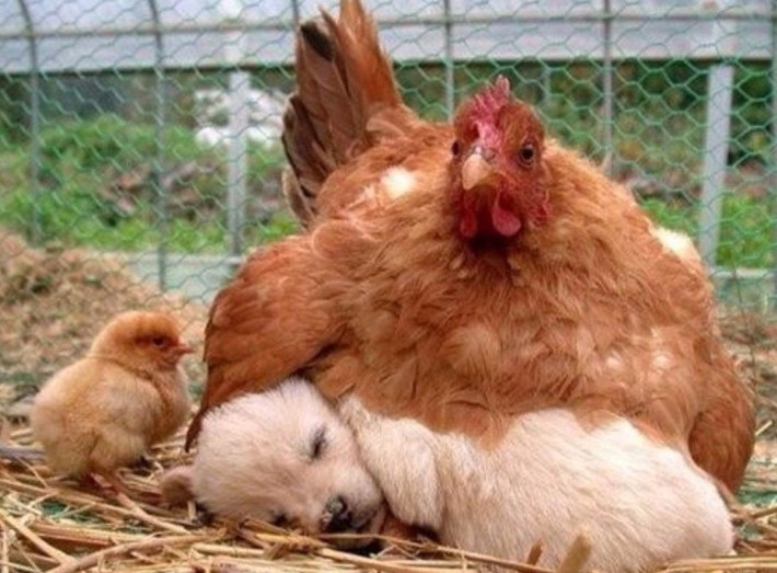 Không quan trọng là những đứa trẻ phải có mỏ và cánh, gà mái vẫn yêu thương và quan tâm đến những đứa con nuôi bằng sự dịu dàng của một người mẹ thực thụ.