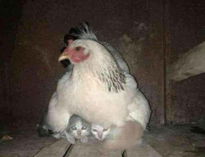 Trong ảnh là một con gà mái che chở và ủ ấm cho những con mèo con mất mẹ.
