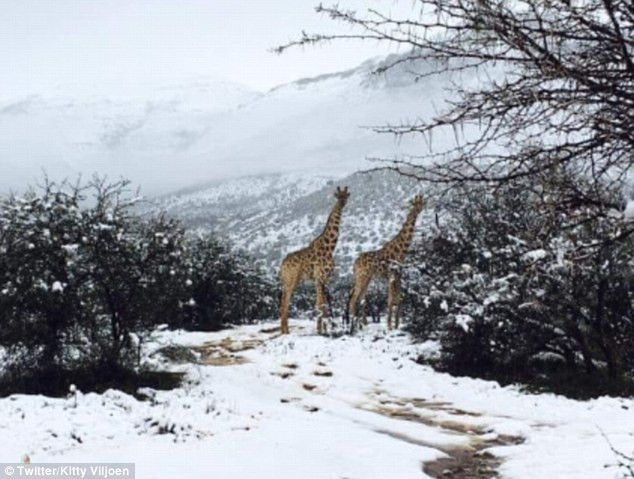 Mới đây ở Sneeuberg, Western Cape, Nam Phi diễn ra một trận bão tuyết bất thường, khiến toàn bộ khu vực bị bao phủ trong lớp tuyết rất dày, ảnh hưởng không nhỏ đến cuộc sống của các động vật hoang dã tại nơi đây.