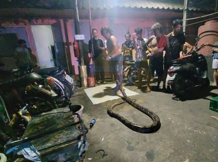 Sau sự việc, người dân sống quanh khu vực này không khỏi choáng váng. Nhiều người cho biết, con trăn này thực sự rất lớn, hoàn toàn có thể nuốt chửng vật nuôi và trẻ em.