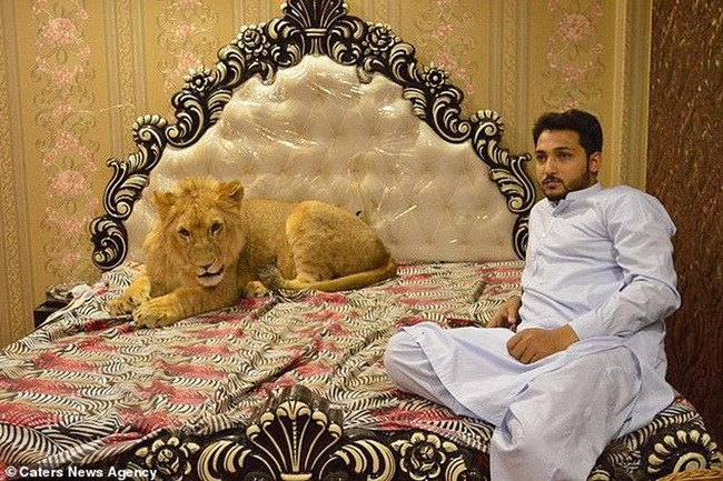 Tại Pakistan, doanh nhân Zulkaif Chaudhary, 33 tuổi nuôi một con sư tử từ khi nó 2 tháng tuổi.