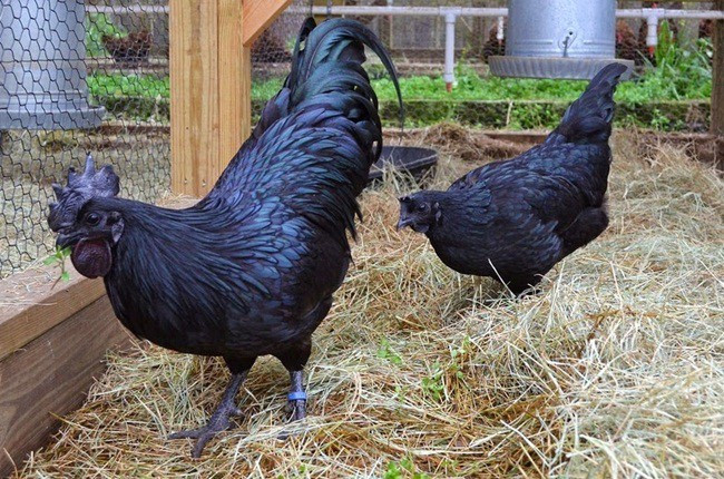 Ngoài ra các nghiên cứu cho thấy thịt gà Cemani rất giàu chất sắt, cực kỳ tốt cho phụ nữ trước và sau khi sinh. Không những thế, đây còn là giống gà rất đắt, Tại Indonesia mỗi con có giá khoảng trên dưới 2.000USD (khoảng 45 triệu đồng).