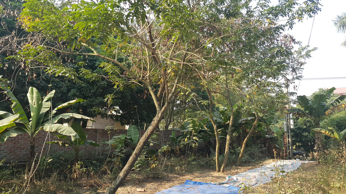 Những cây sưa nhỏ trong khuôn viên đình Đông Cốc.
