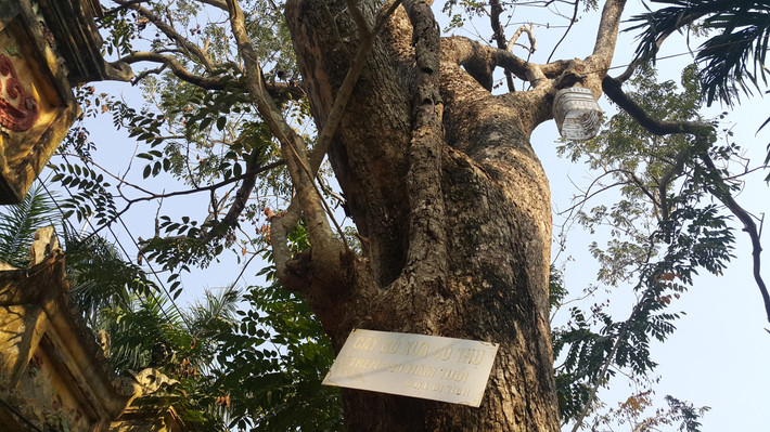 Liên quan sự việc trên, ngày 7/12/2016, 31 người dân thôn Đông Cốc do ông Nguyễn Văn Thái, Nguyễn Văn Dương, Nguyễn Văn Khuyến là đại diện đã kéo lên trụ sở tiếp công dân tỉnh Bắc Ninh kiến nghị xung quanh việc hạ giải cây gỗ sưa tại đình làng Đông Cốc. Ngày 8/12/2016, UBND tỉnh Bắc Ninh có công văn số 3675/UBND-NC, trong đó, Chủ tịch UBND tỉnh Bắc Ninh chỉ đạo: “Giao UBND huyện Thuận Thành xem xét giải quyết trả lời công dân và báo cáo Chủ tịch UBND tỉnh Bắc Ninh trước ngày 15/1/2017”.