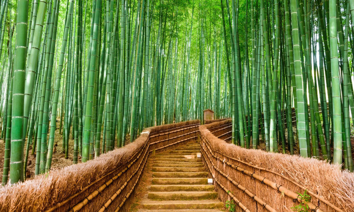 Rừng tre Sagano, Nhật Bản: Cách Kyoto một quãng tàu ngắn, khu rừng tre tuyệt đẹp ở quận Arashiyama này đã trở thành một địa điểm không thể bỏ lỡ với cả du khách và người dân địa phương. Ảnh: Shutterstock.