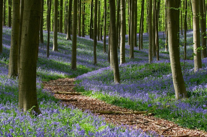 Khu rừng Hallerbos ở Flemish Brabant (Bỉ). Mỗi khi mùa xuân đến, Hallerbos giống như bừng tỉnh sau giấc ngủ đông, hàng triệu đóa chuông xanh cùng khoe sắc tạo nên một thảm xanh trải khắp khu rừng. Ảnh: Monumentaltrees.