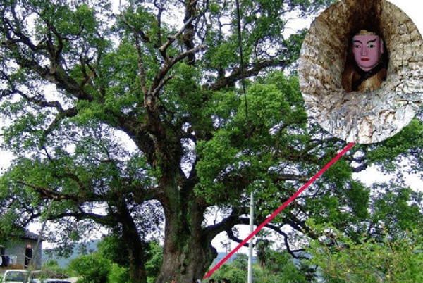 Cây long não ôm tượng Phật ở thôn Khảo Đình, thành phố Kiến Dương (Phúc Kiến, Trung Quốc). Bức tượng Phật nhỏ nằm lọt thỏm trong thân cây long não cổ thụ. (Ảnh: IT)