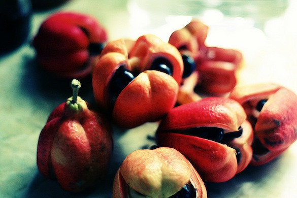 Quả Ackee khi chín tự tách vỏ.