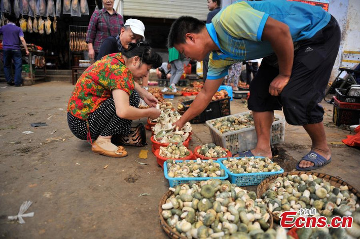 Không chỉ hái nấm bán và xuất khẩu, Vân Nam còn mở dịch vụ du lịch đi săn nấm rừng thu hút du khách.