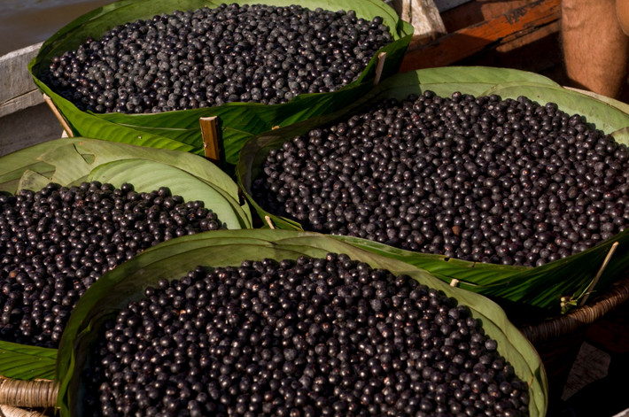 Đến nay, người ta có thể tìm thấy siêu quả acai ở California (Mỹ), Nhật Bản, Australia.