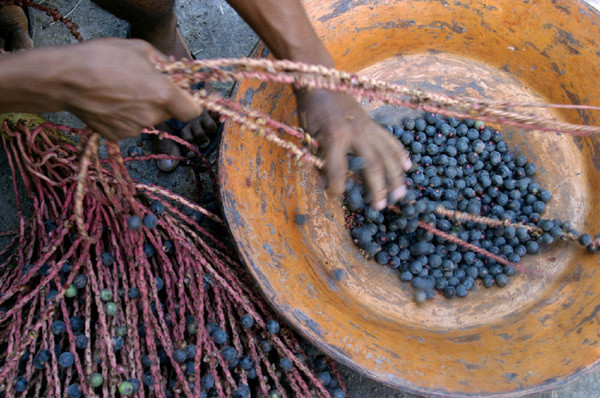 Một thời, acai chỉ được mua bán loanh quanh trong vùng bởi trái cây này rất dễ hỏng và quả tươi phải được xử lý trong vòng 24 giờ sau thu hoạch.