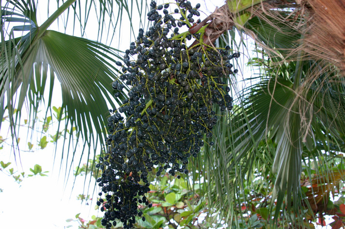 Từ nhiều đời nay, acai berry là thứ quả “chống đói” của người bản xứ nhưng ngày nay, trái cây bé nhỏ này đã được xuất khẩu sang nhiều quốc gia.