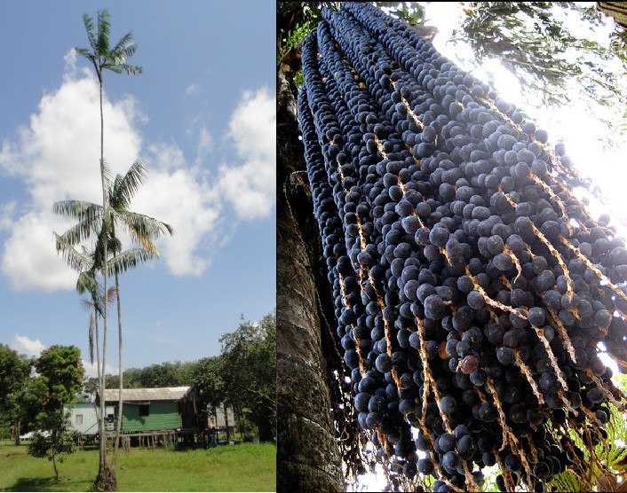 Siêu quả acai berry là loại quả mọng màu tím căng mọng, trông giống quả việt quất cỡ lớn mọc trên cây cọ mảnh mai và cao lớn.