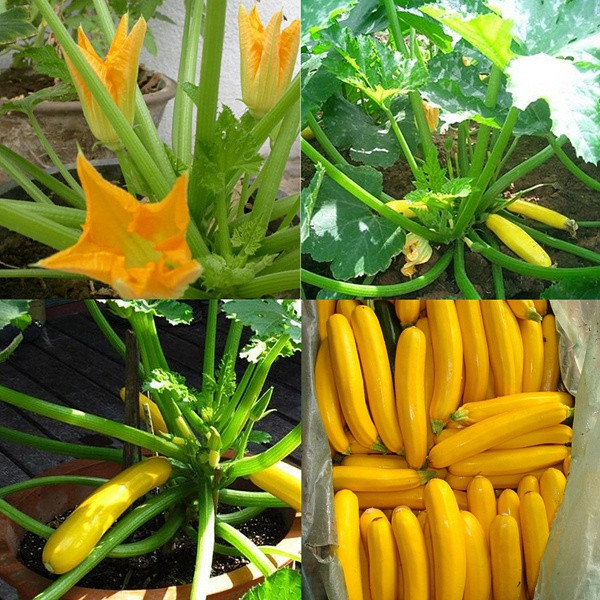 Ngoài việc trồng cây thu quả làm thực phẩm, giống bí ngòi vàng còn được nhiều người trồng làm cây cảnh bởi cây cây nhỏ nhắn và quả có màu vàng bắt mắt.