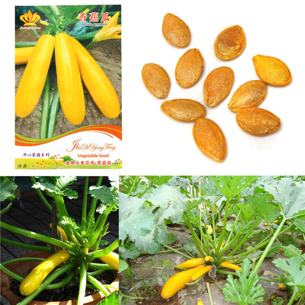 Cây dễ trồng, thích nắng sáng, tưới nhiều, thu hoạch khoảng 1,5-2 tháng sau khi trồng.
