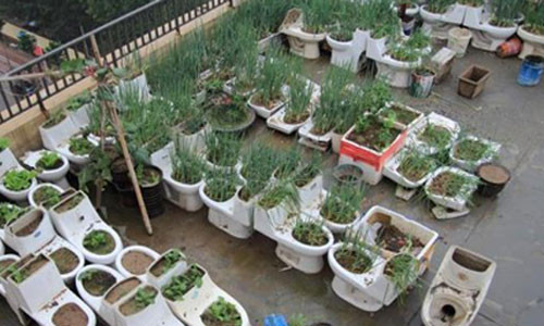Việc người chủ sở hữu vừa dùng chiếc toilet trồng rau cũng như dùng để đi vệ sinh trực tiếp khiến cho khu sân mái bốc mùi lên mỗi khi thời tiết nóng. Vụ việc này đã khiến những người dân gần đó phải chịu đựng những mùi hôi thối đáng sợ mỗi khi trời nắng nóng.