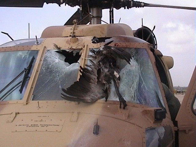 Một trực thăng Black Hawk hư hại do đâm phải một con sếu. Cơ quan quản lý hàng không liên bang Mỹ (FAA) ước tính tai nạn do máy bay va chạm với chim khiến Mỹ thiệt hại 400 triệu USD hàng năm (gồm chi phí sửa chữa và những khoản lỗ do máy bay hư không thể tiếp tục hoạt động), khiến hơn 200 người thiệt mạng kể từ năm 1988.