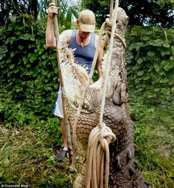 Crocodile Mick, một người đàn ông Úc 57 tuổi thừa nhận rằng dù ông có kinh nghiệm săn bắt cá sấu trong nhiều năm nhưng ông vẫn không tránh được sự sợ hãi khi đối mặt với những con vật khổng lồ. Ảnh: Mick vừa bắt được một chú cá sấu dài 4,9 mét.