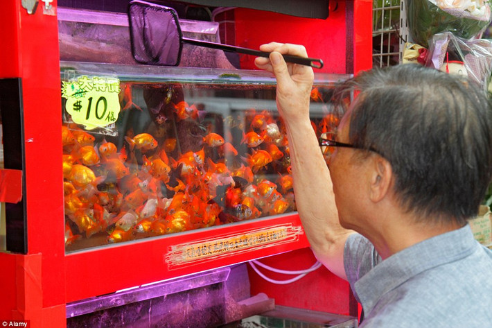 Khu phố bán cá cảnh Tung Choi hoạt động hàng ngày từ 4h sáng tới đêm.