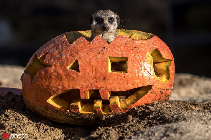 Cầy meerkat thực sự rất tò mò với những trái bí ngô được chạm khắc. Chúng nhảy thẳng vào trong và khám phá đủ mọi điều.