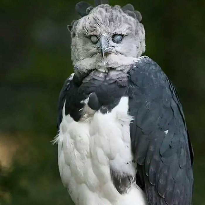 Có đôi lúc, những người nhìn thấy đại bàng Harpy còn hoảng sợ vì biểu hiện của loài chim này chẳng khác nào một loài chim sở hữu trí thông minh của con người.