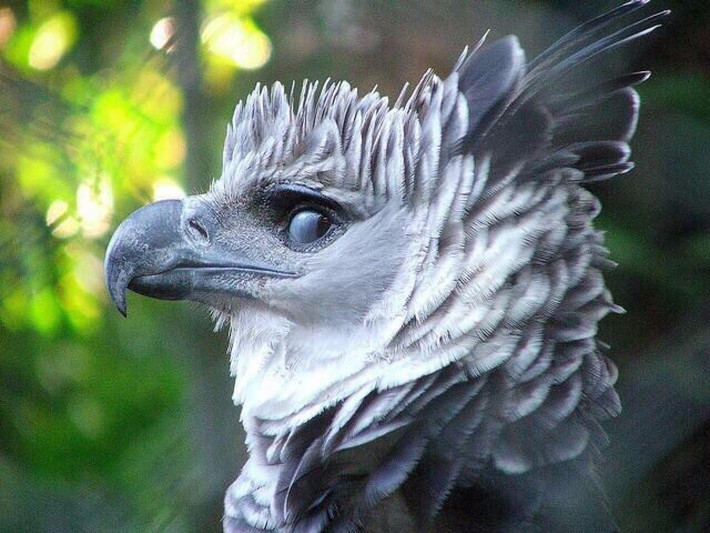 Đại bàng Harpy kỳ dị đến mực, nhìn từ mọi góc độ, nó giống như một loài chim thần.